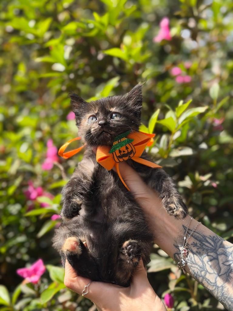 Magali, gata de porte pequeno para adoção em Belo Horizonte - MG