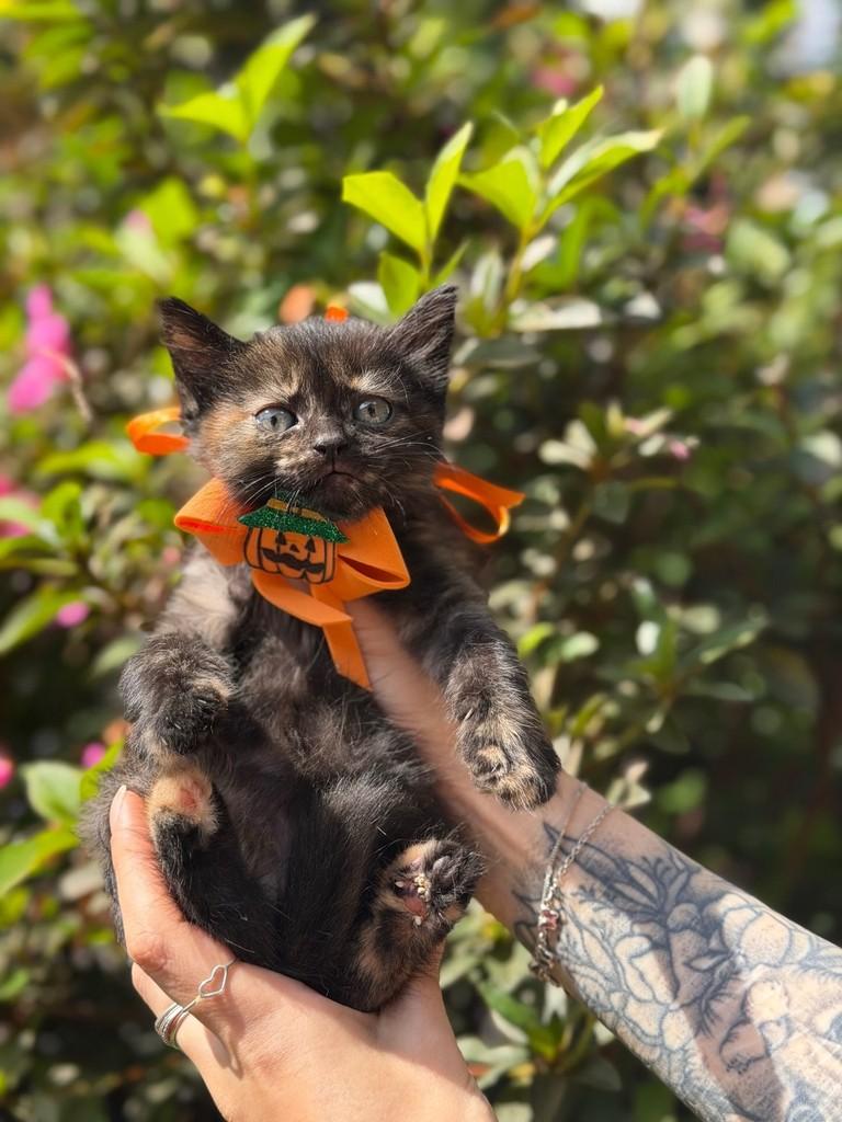 Magali, gata de porte pequeno para adoção em Belo Horizonte - MG — foto 2 de 2