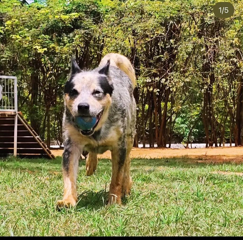 Sansão, cachorro de porte médio para adoção em Belo Horizonte - MG
