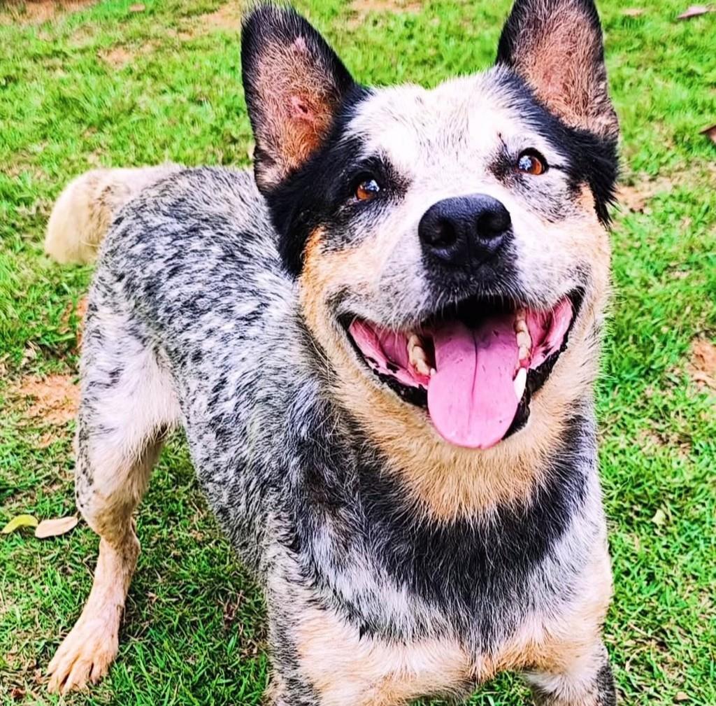Sansão, cachorro de porte médio para adoção em Belo Horizonte - MG — foto 2 de 2