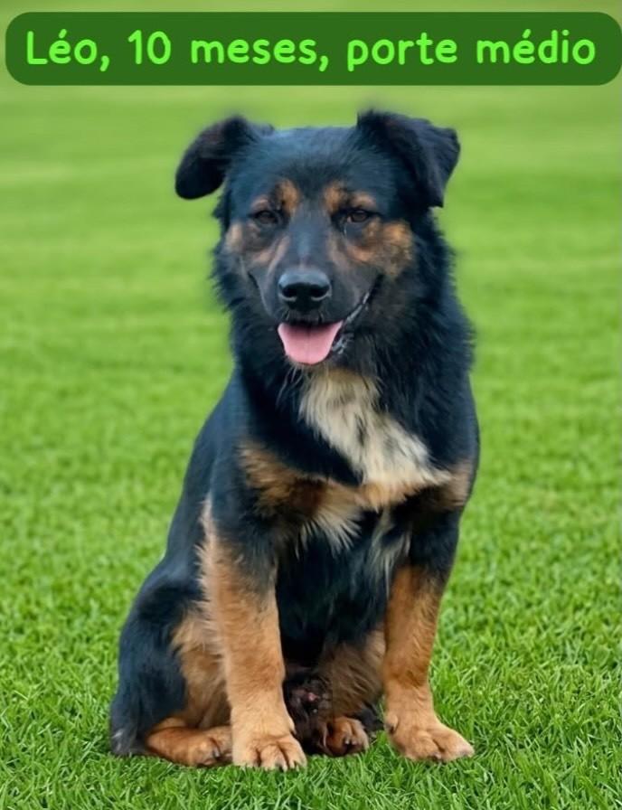 Léo, cachorro de porte médio para adoção em Belo Horizonte - MG