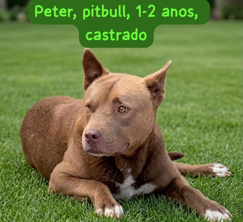 Peter, cachorro de porte médio para adoção em Belo Horizonte - MG