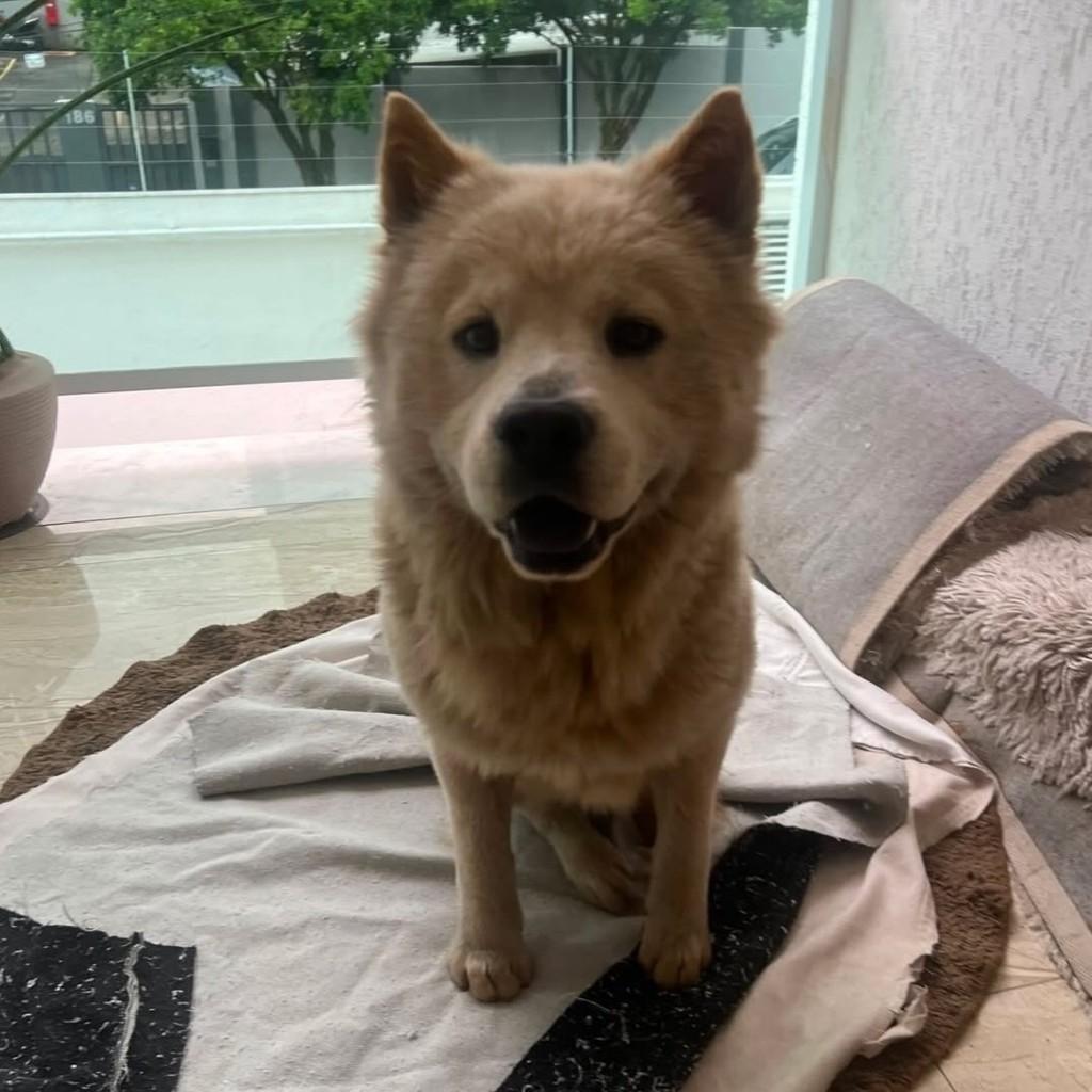 Theo, cachorro de porte médio para adoção em Belo Horizonte - MG