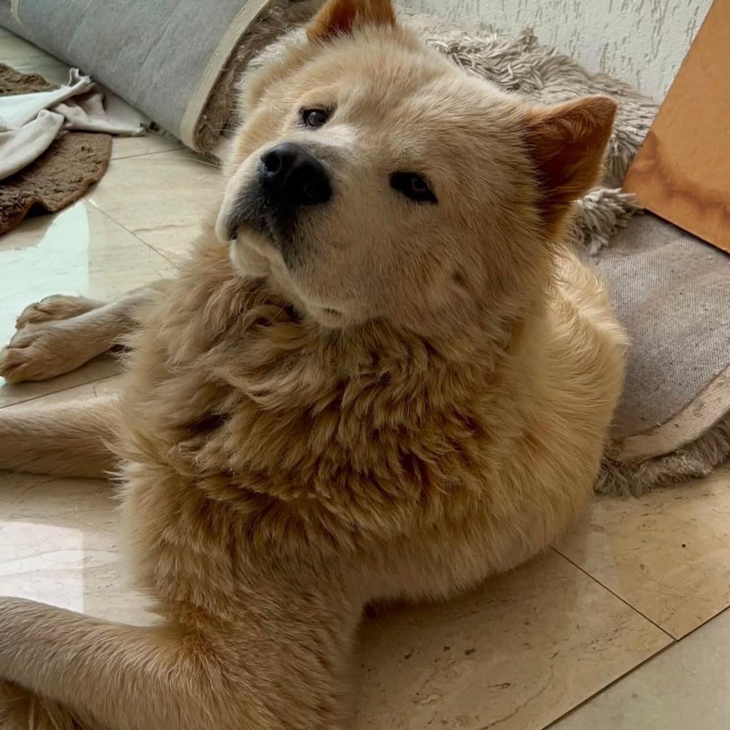 Theo, cachorro de porte médio para adoção em Belo Horizonte - MG — foto 2 de 3