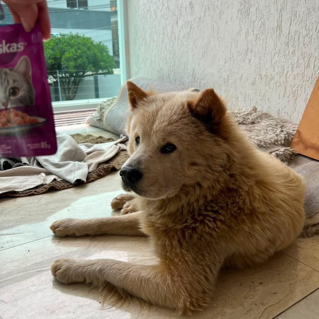 Theo, cachorro de porte médio para adoção em Belo Horizonte - MG — foto 3 de 3