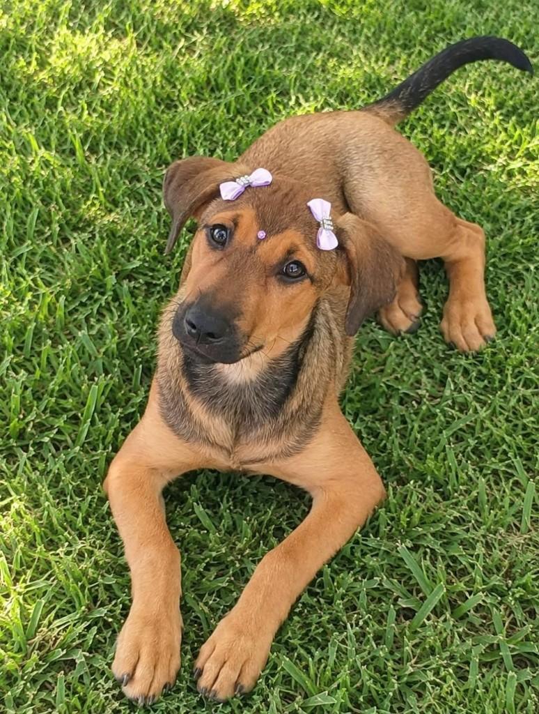 Lola, cadela de porte médio para adoção em Belo Horizonte - MG
