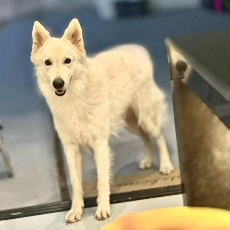 Thor, cachorro de porte grande para adoção em Belo Horizonte - MG
