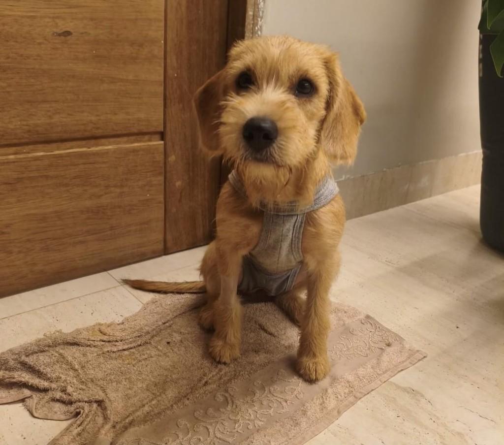 Nina, cadela de porte pequeno para adoção em Belo Horizonte - MG