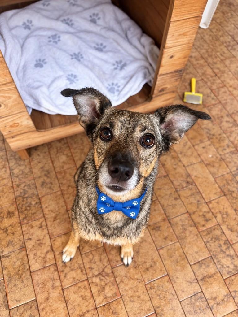 Joca, cachorro de porte médio para adoção em Belo Horizonte - MG — foto 2 de 2