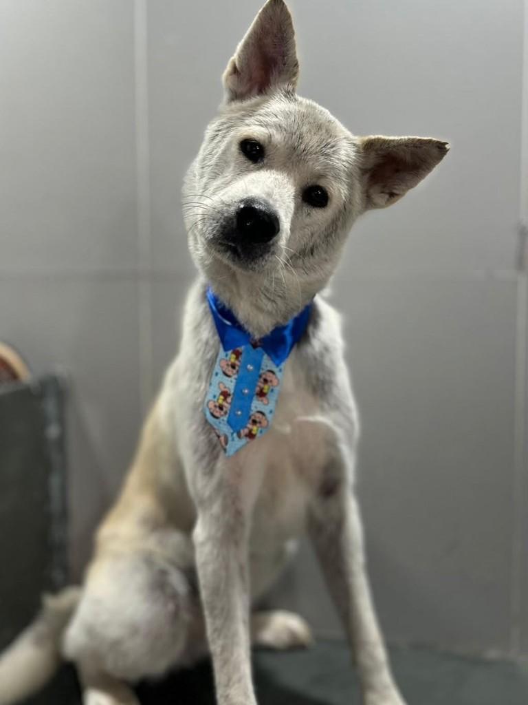 Antônio, cachorro de porte grande para adoção em Betim - MG