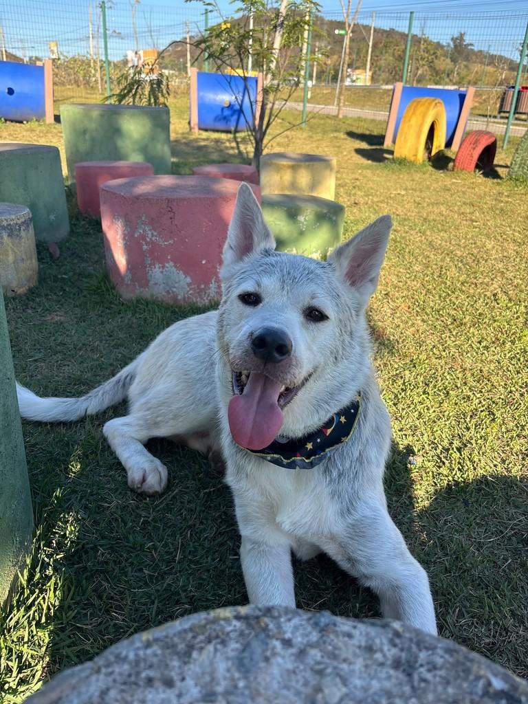 Antônio, cachorro de porte grande para adoção em Betim - MG — foto 2 de 3