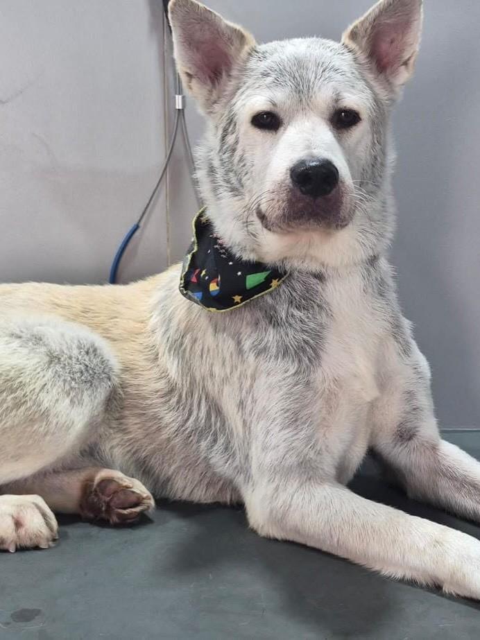 Antônio, cachorro de porte grande para adoção em Betim - MG — foto 3 de 3