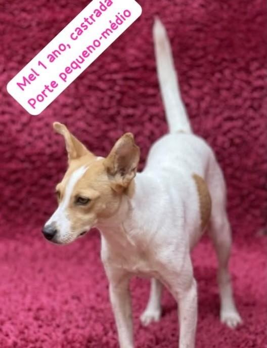 Mel, cadela de porte médio para adoção em Belo Horizonte - MG