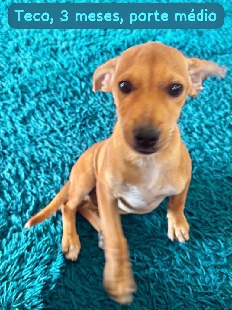Teco, cachorro de porte médio para adoção em Belo Horizonte - MG