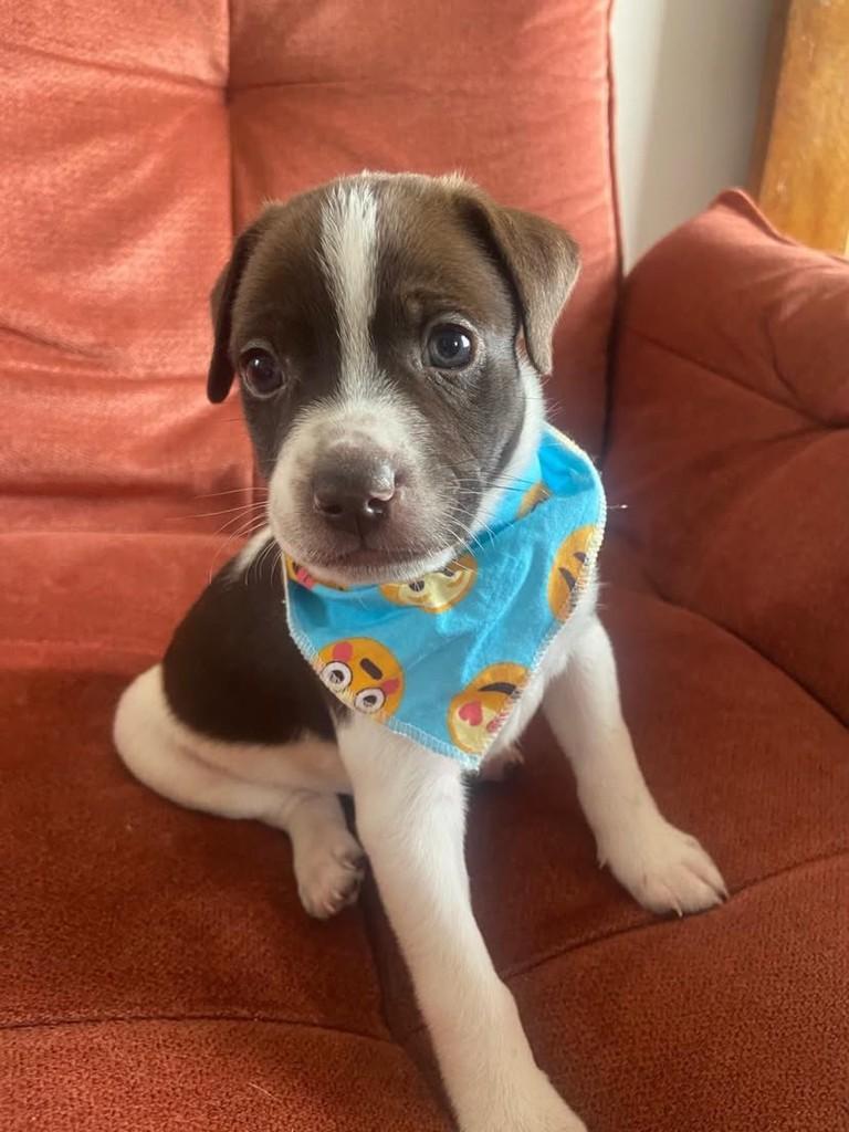 Frederico, cachorro de porte médio para adoção em Belo Horizonte - MG