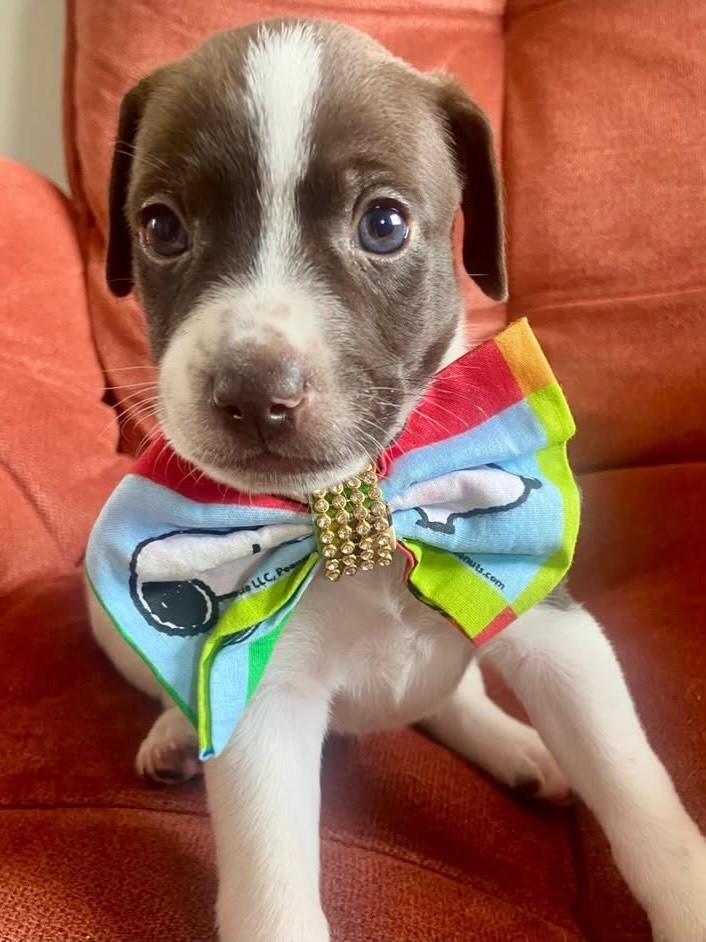 Frederico, cachorro de porte médio para adoção em Belo Horizonte - MG — foto 2 de 2