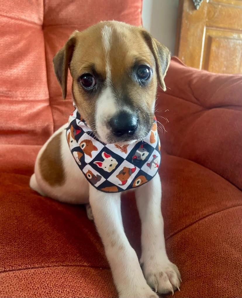 Rodolfo, cachorro de porte médio para adoção em Belo Horizonte - MG
