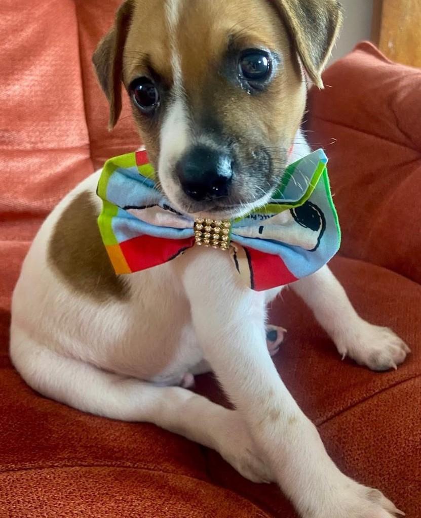 Rodolfo, cachorro de porte médio para adoção em Belo Horizonte - MG — foto 2 de 2