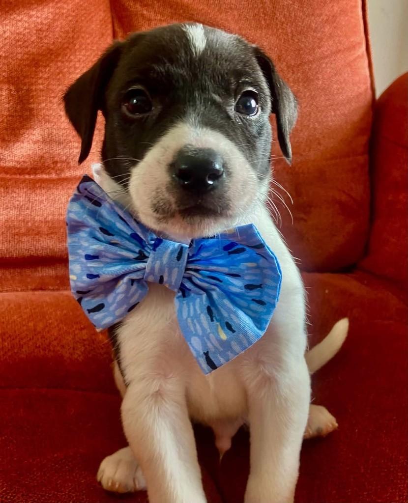 Bruno, cachorro de porte médio para adoção em Belo Horizonte - MG