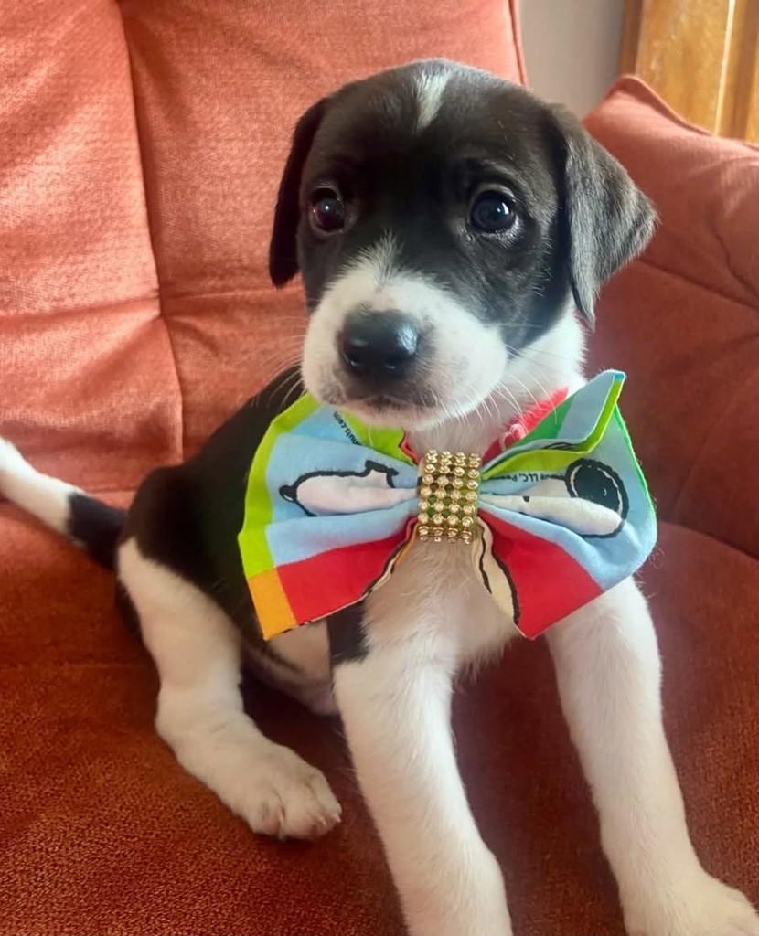 Bruno, cachorro de porte médio para adoção em Belo Horizonte - MG — foto 2 de 2