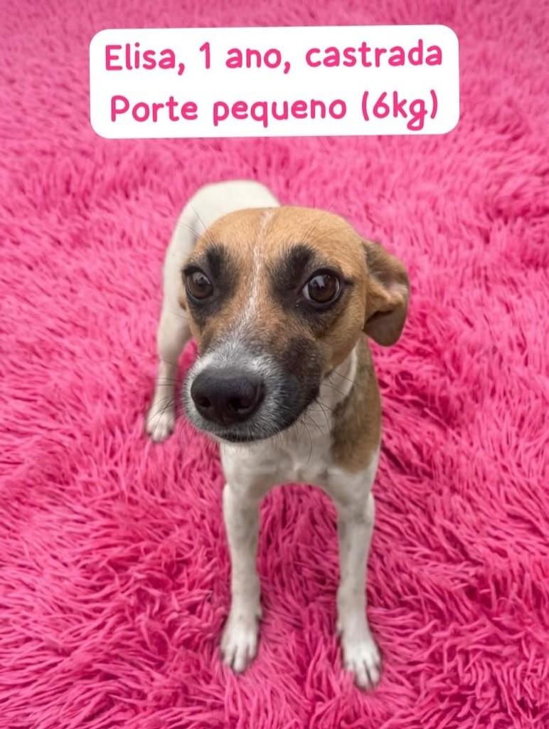 Elisa, cadela de porte pequeno para adoção em Belo Horizonte - MG