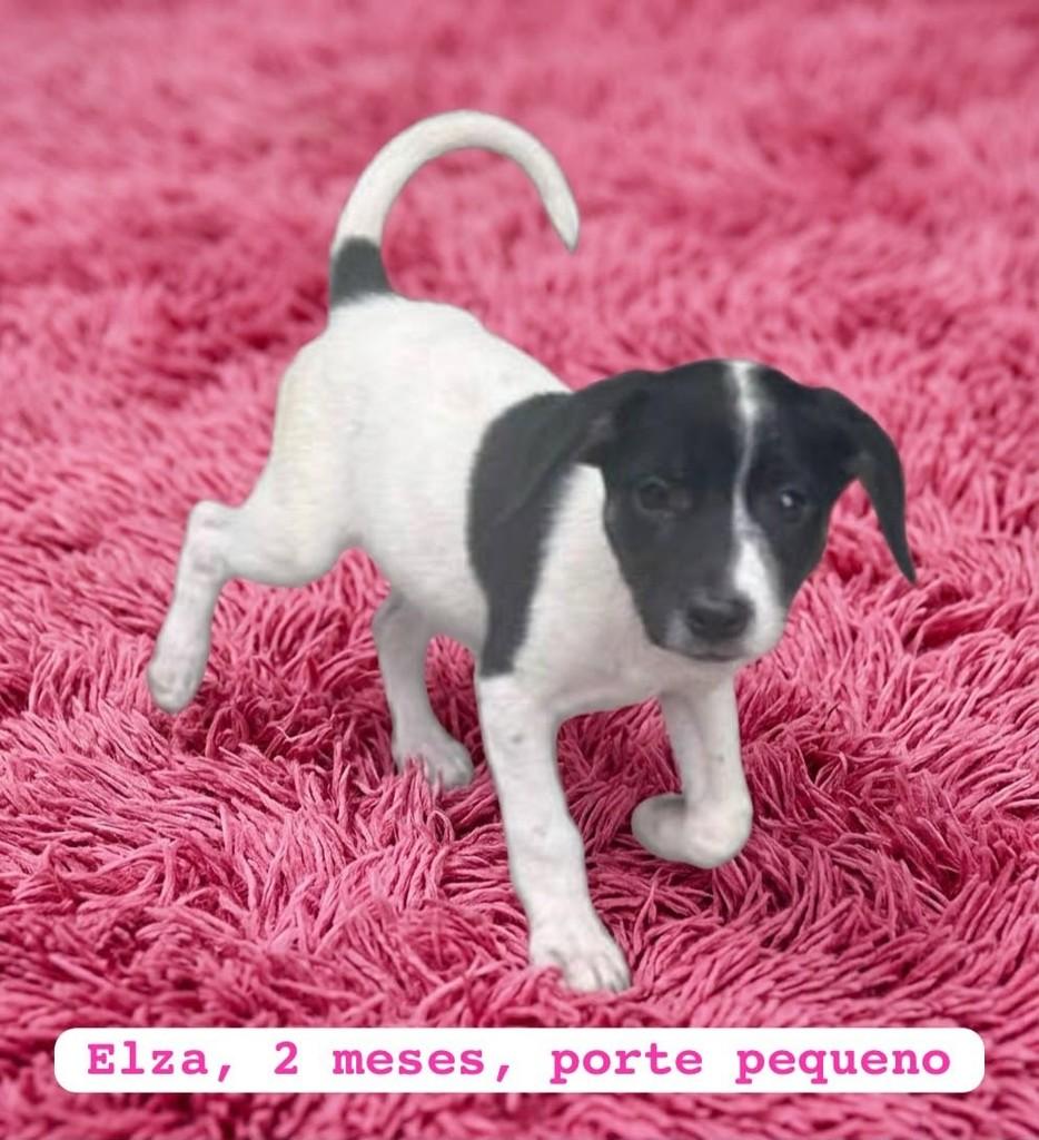Elza, cadela de porte pequeno para adoção em Belo Horizonte - MG