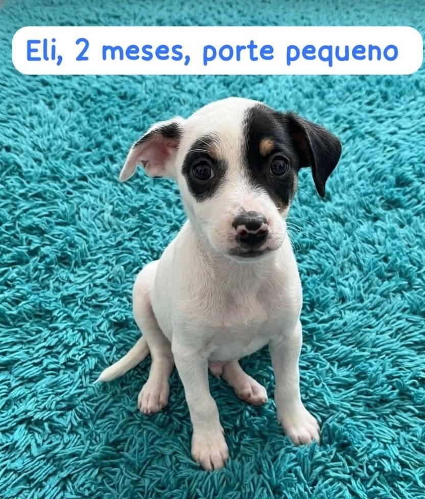 Eli, cachorro de porte pequeno para adoção em Belo Horizonte - MG