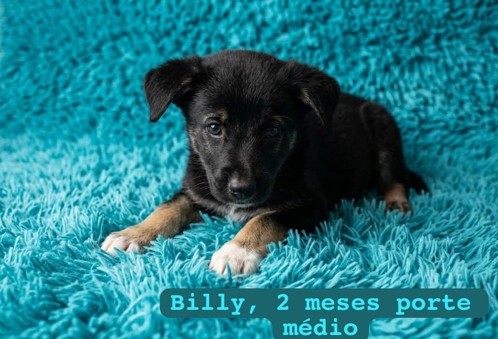 Billy, cachorro de porte médio para adoção em Belo Horizonte - MG