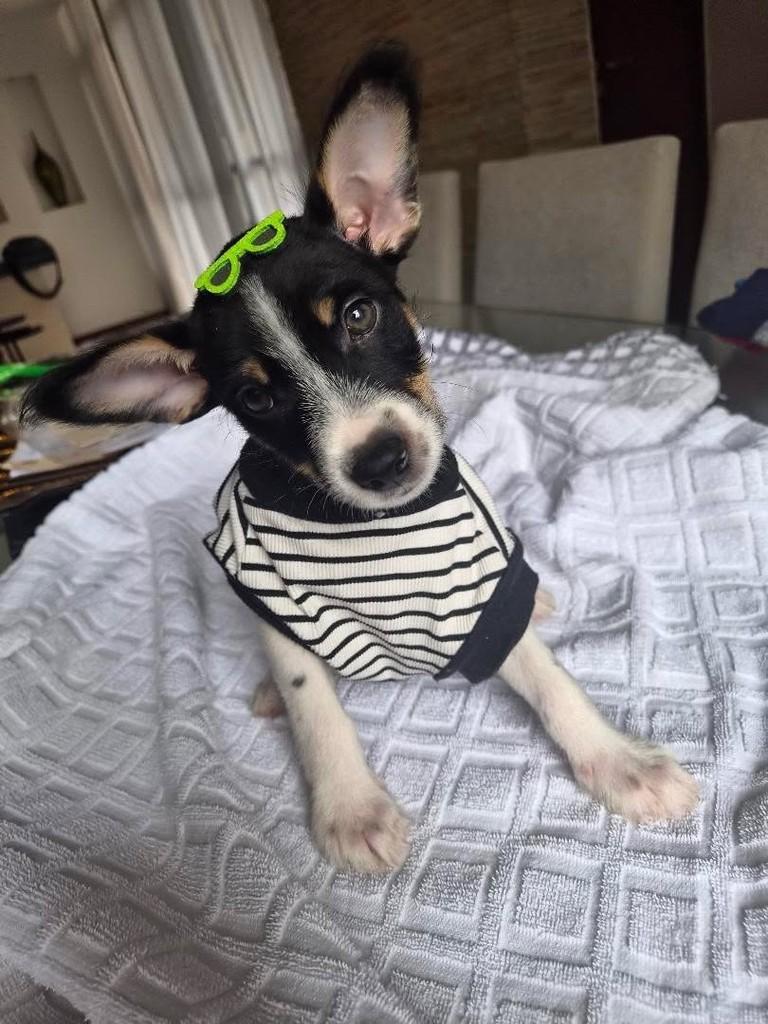 Roger, cachorro de porte pequeno para adoção em Belo Horizonte - MG