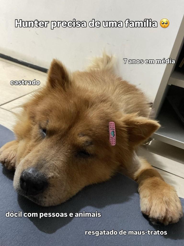 Hunter, cachorro de porte médio para adoção em Brusque - SC