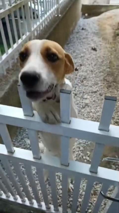 Alina, cachorro de porte médio para adoção em Brusque - SC