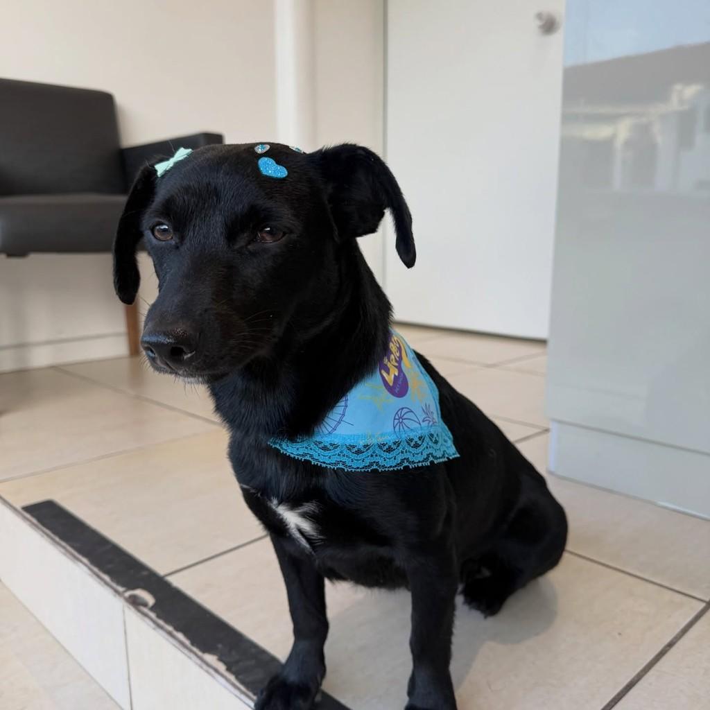 Hope, cachorro de porte pequeno para adoção em Brusque - SC