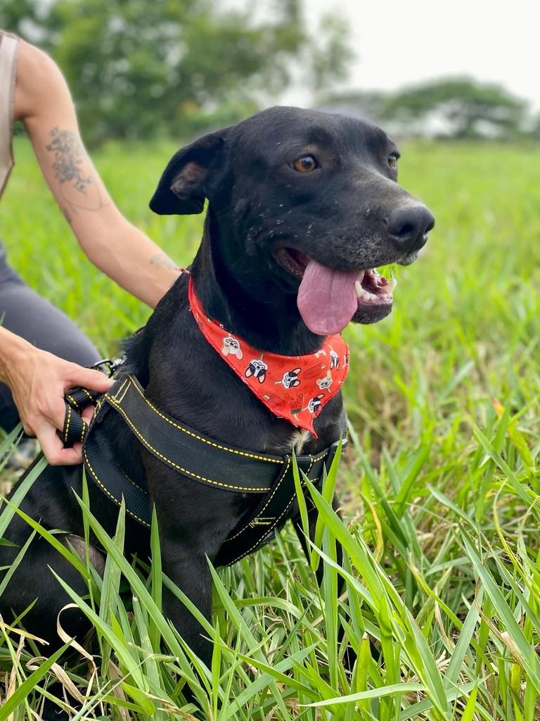 Preta, cadela de porte grande para adoção em Brusque - SC