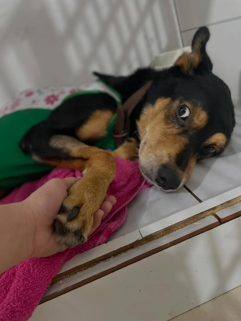 Esperanza, cachorro de porte pequeno para adoção em Brusque - SC
