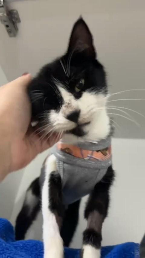 Melissa, gato de porte pequeno para adoção em Brusque - SC