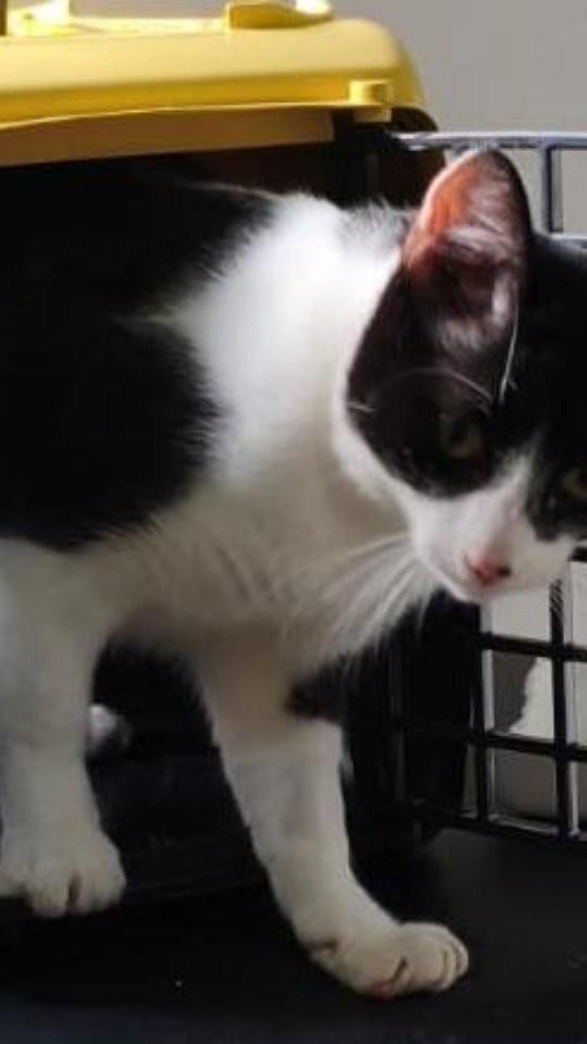 Tom, gato para adoção em Brusque - SC