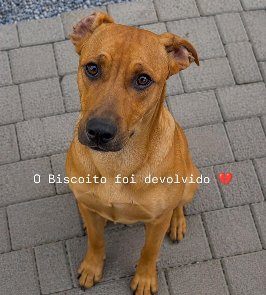 Biscoito, cachorro para adoção em Brusque - SC