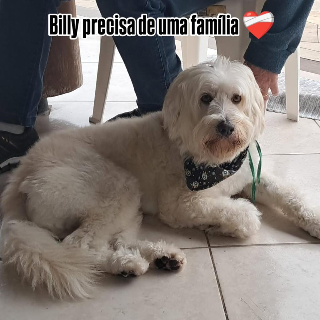 Billy, cachorro de porte pequeno para adoção em Brusque - SC