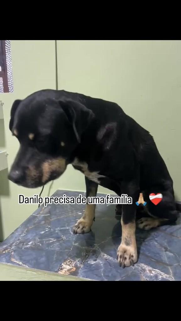 Danilo, cachorro de porte médio para adoção em Brusque - SC