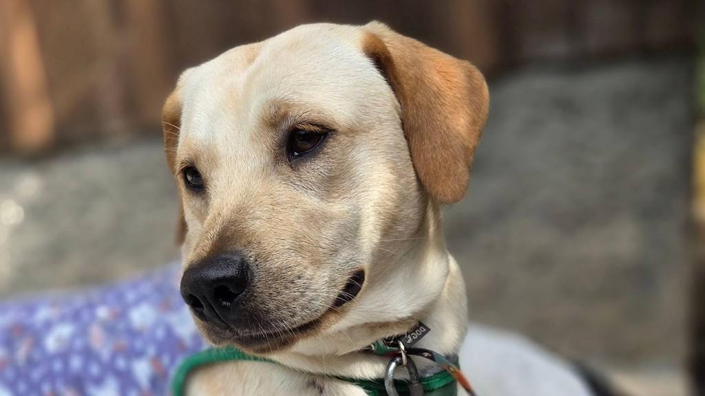 Mocinha, cadela de porte médio para adoção em Brusque - SC