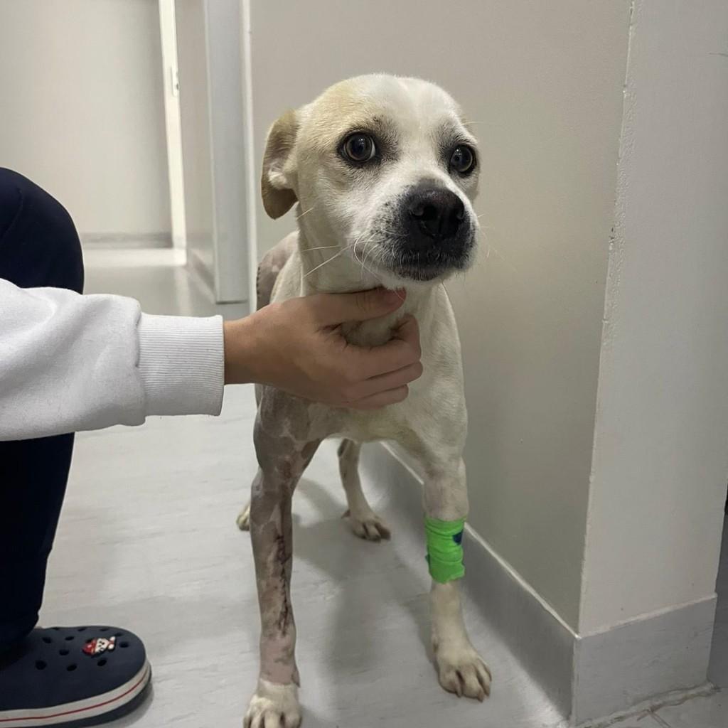 Branquinho, cachorro de porte pequeno para adoção em Brusque - SC