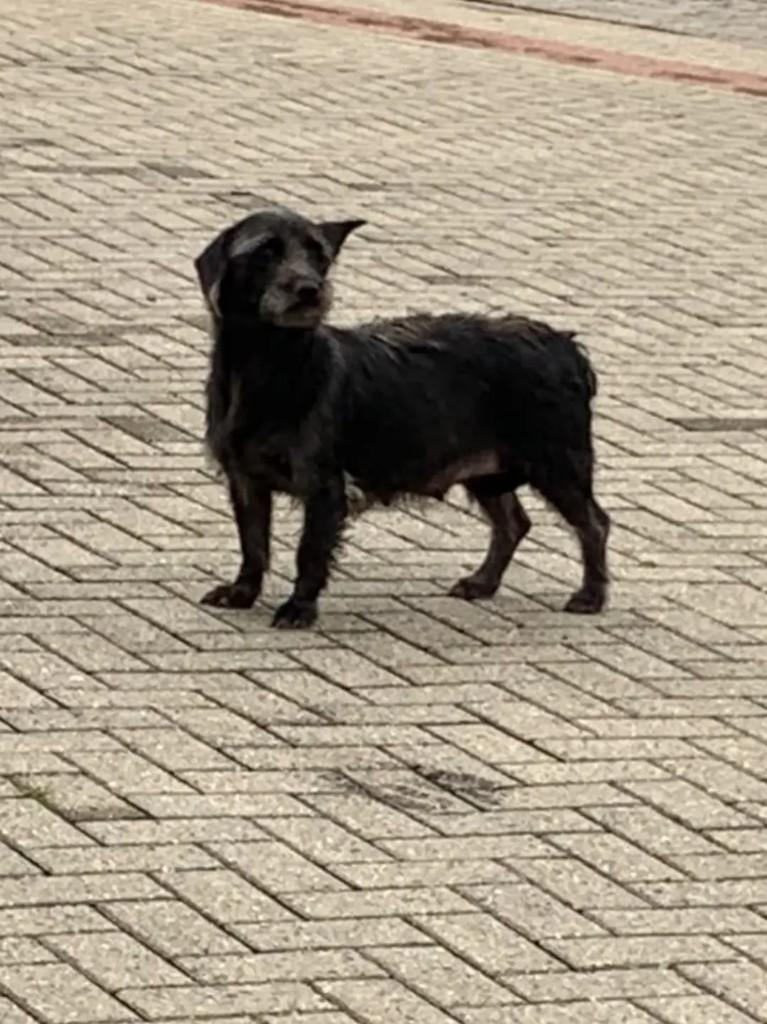 Lisa, cachorro de porte pequeno para adoção em Brusque - SC