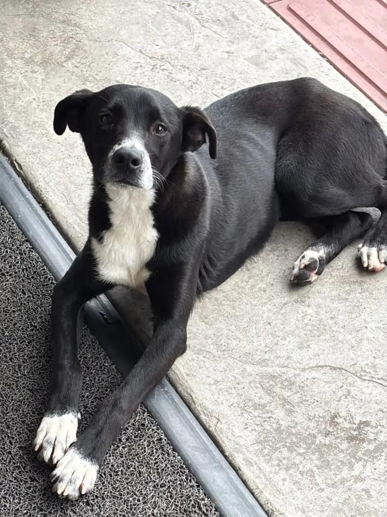 Lua, cachorro de porte médio para adoção em Brusque - SC