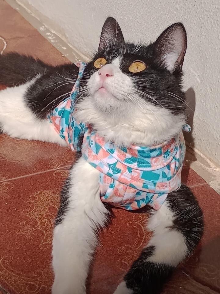 Frojolinha, gata de porte pequeno para adoção em Campo Grande - MS