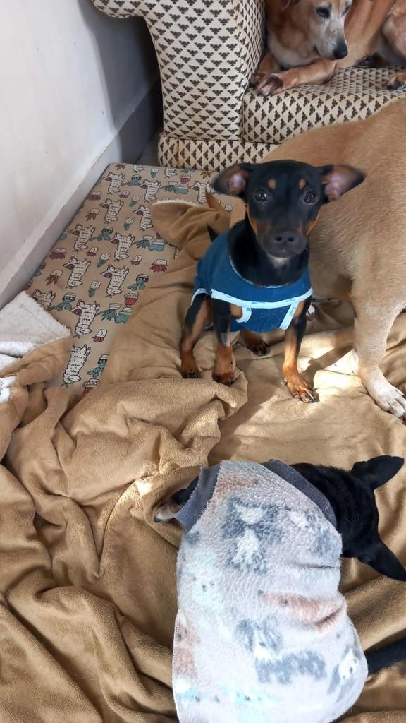 Will, cachorro de porte pequeno para adoção em Curitiba - PR