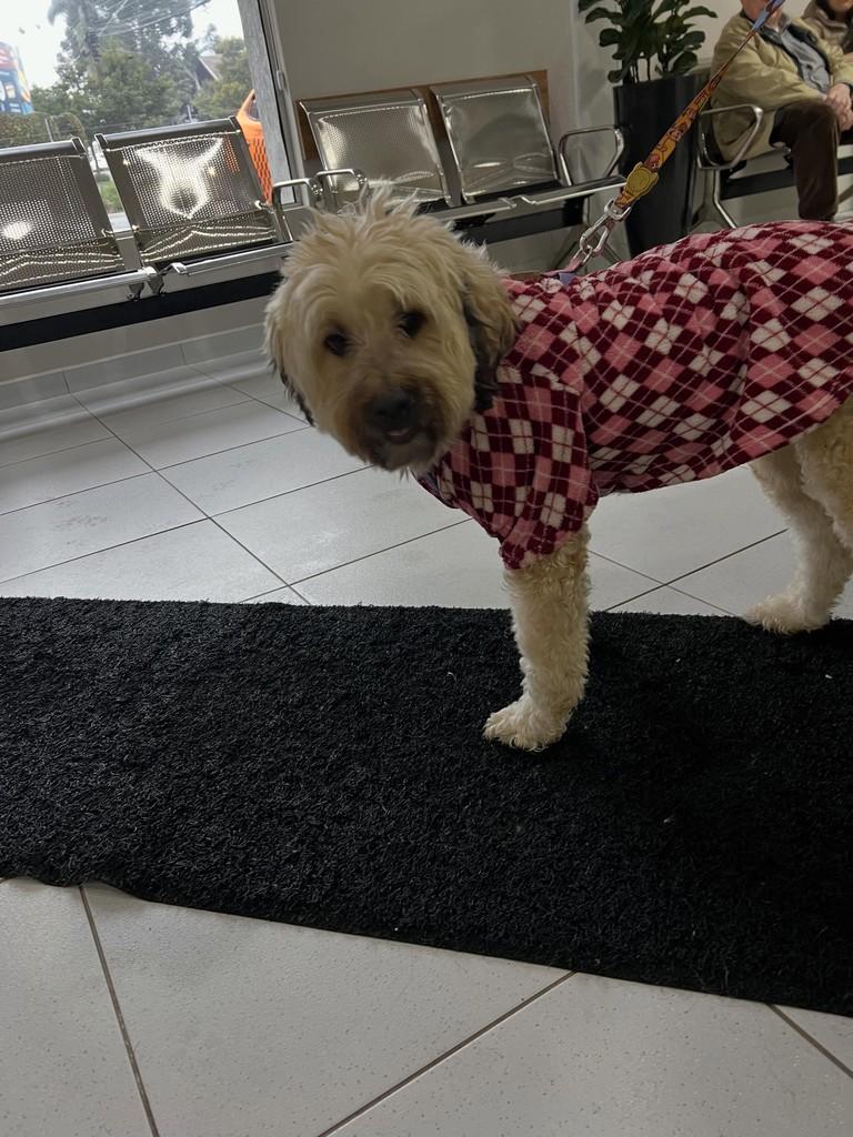 Ayla, cachorro de porte médio para adoção em Curitiba - PR