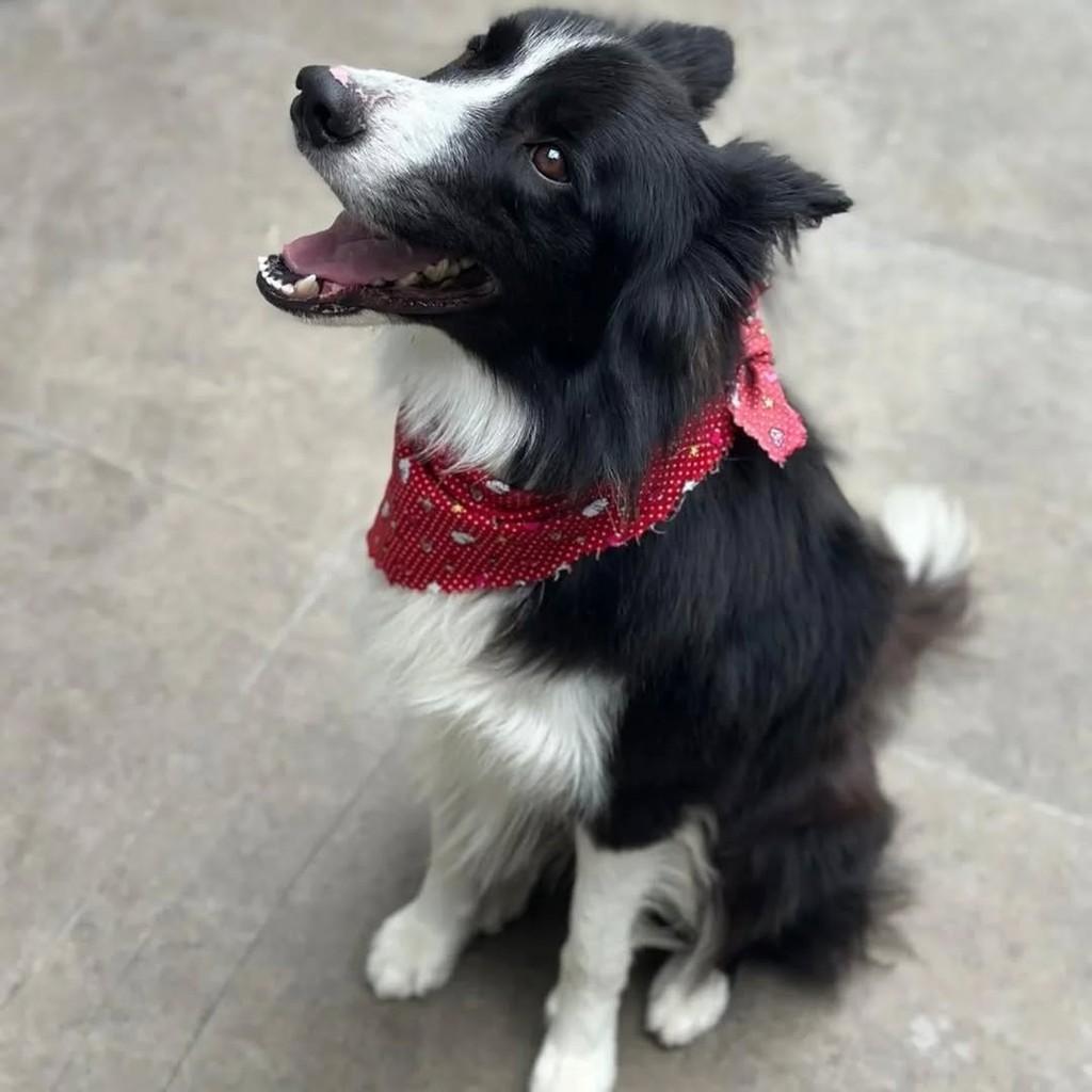 Ozzy, cachorro de porte médio para adoção em São Paulo - SP