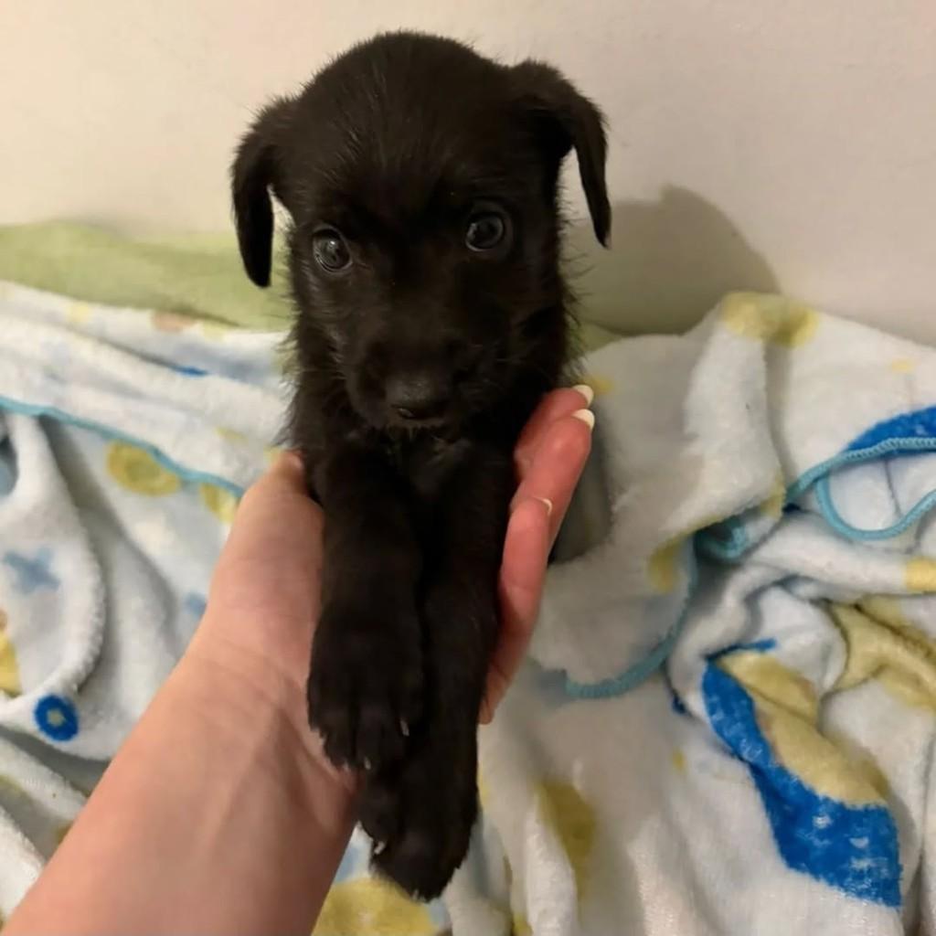 Antonio, cachorro de porte pequeno para adoção em Feira de Santana - BA