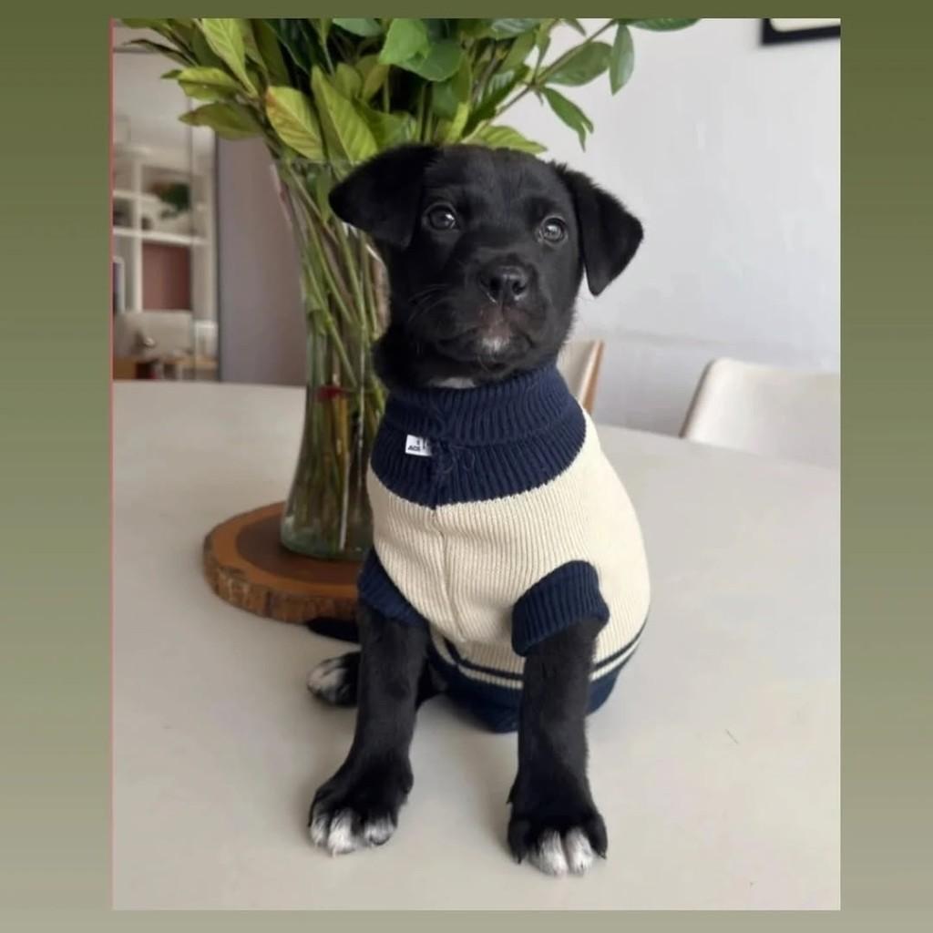 Sushi, cachorro de porte pequeno para adoção em Feira de Santana - BA