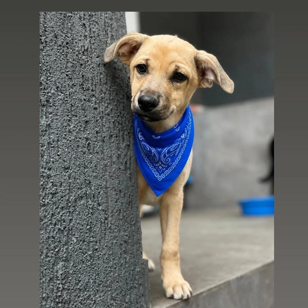Guilherme, cachorro de porte pequeno para adoção em Feira de Santana - BA